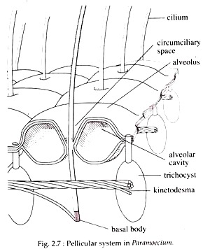 Pellicular System in Paramoecium