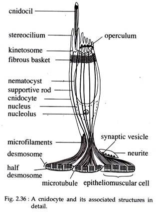 Cnidocyte and Its Associated Structures in Detail