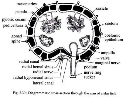 Cross-Section through the Arm of a Star Fish