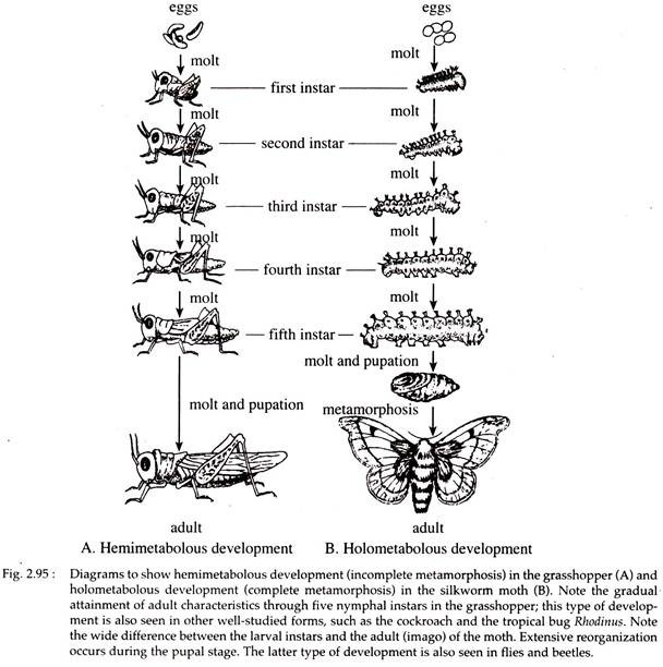 Hemimetabolous Development in the Grasshopper