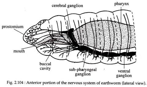 Anterior Portion of the Nervous System