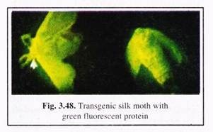 Transgenic Silk Moth