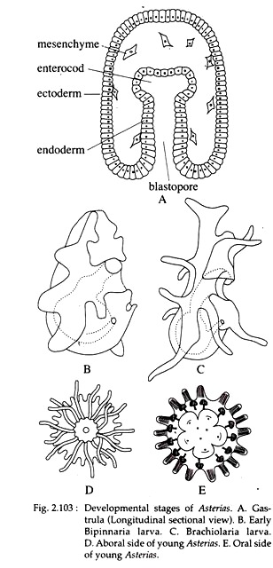 Development Stages of Asterias