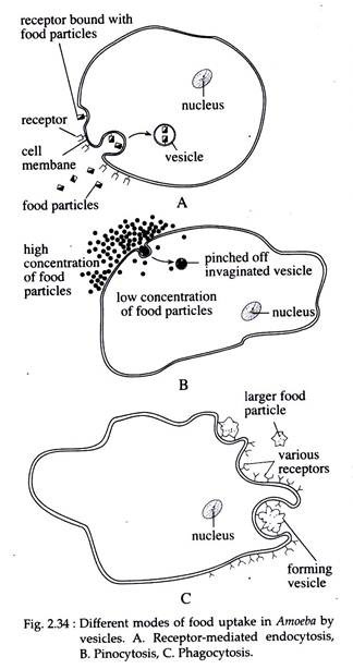 Different Modes of Food Uptake in Amoeba