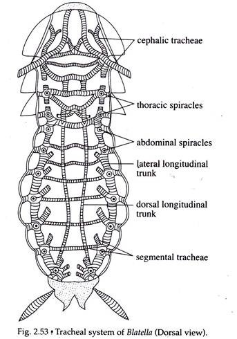 Tracheal System of Blatella