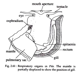 Respiratory Organs in Pila