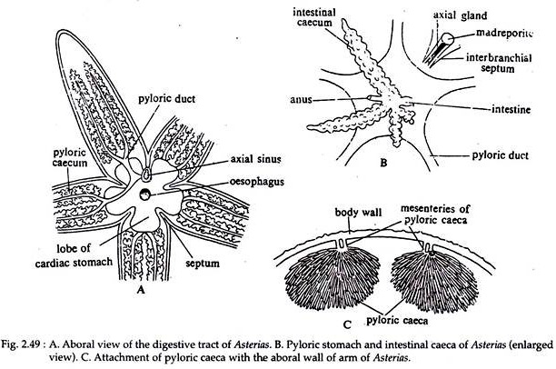 Asterias