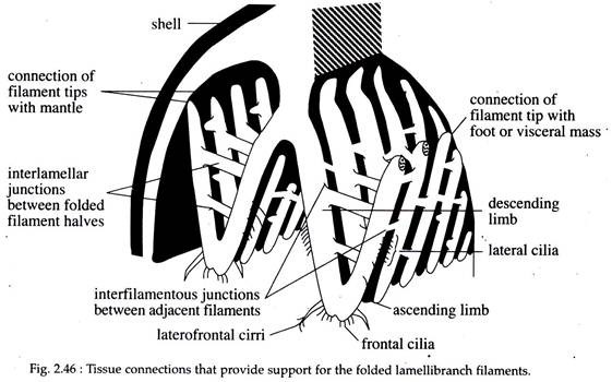 Tissue Connections