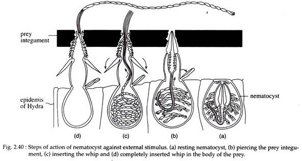 Steps of Action of Nematocyst Against Stimulus