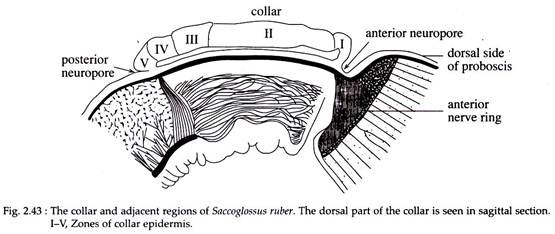 Collar and Adjacent regions of Saccoglossus Ruber