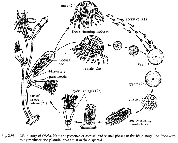 Life History of Obelia