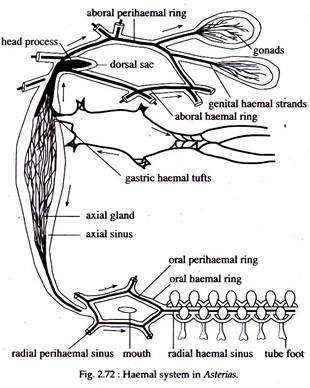 Haemal System in Asterias