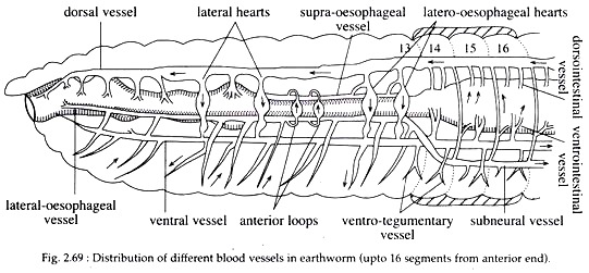 Blood Vessels in Earthworm