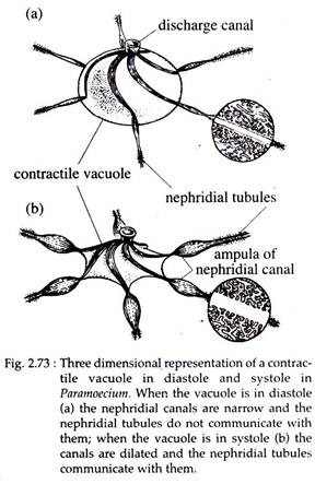 Three Dimensional Representation of Contractile Vacuole