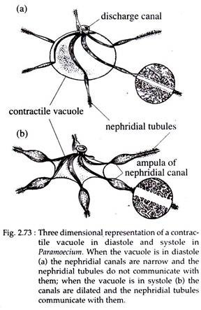 Three Dimensional Representation of Contractile Vacuole