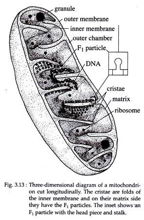 Three-Dimensional Diagram of Mitochondrion Cut Longitudinally
