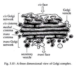 Three Dimensional View of Golgi Complex