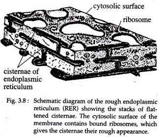 Rough Endoplasmic Reticulum