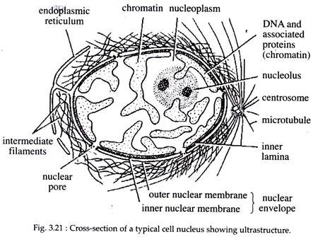 Cross-Section of a Typical Cell Nucleus