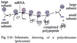 Schematic Drawing of a Polyribosome