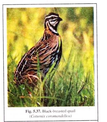 Black-Breasted Quail