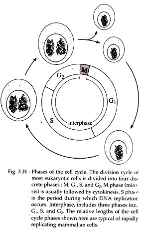 Phase of the Cell Cycle