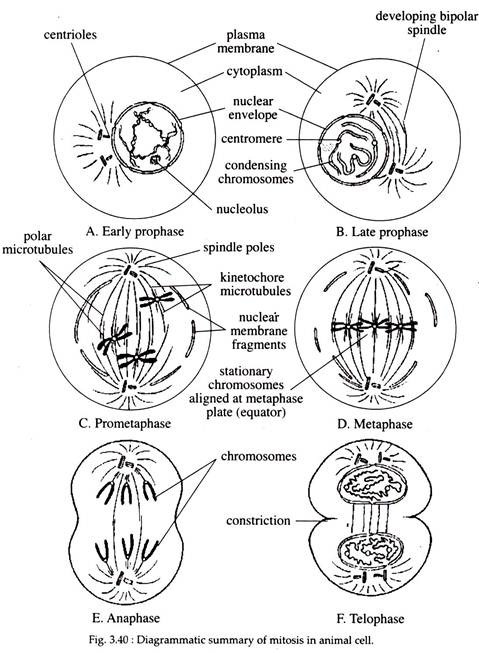 Mitosis in Animal Cell