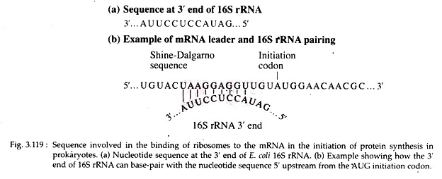 Sequence Involved in the Binding of Ribosomes