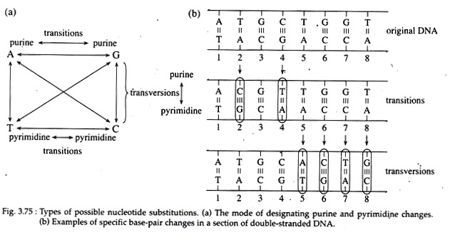 Types of Possible Nucleotide Substitutions