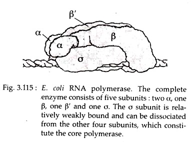 E.Coli RNA Polymerase