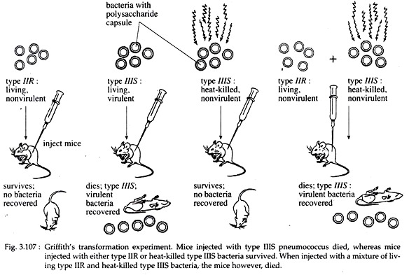 Griffth's Transformation Experiment