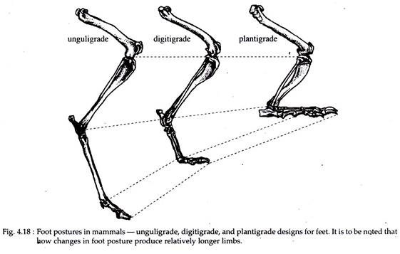 Foot Postures in Mammals