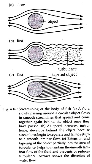 Steamlining of the Body of Fish