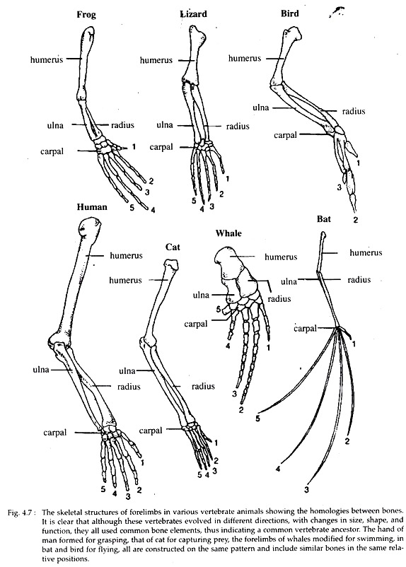 Skeletal Structures of Forelimbs