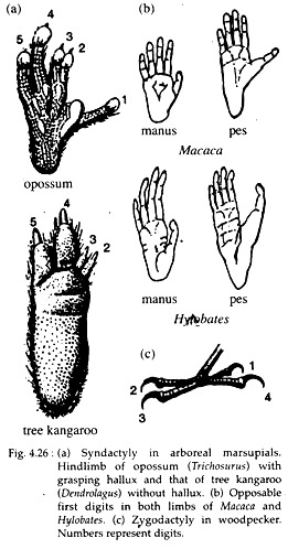 Syndactyly in Arboreal, Opposable First Digits and Zygodactyly 