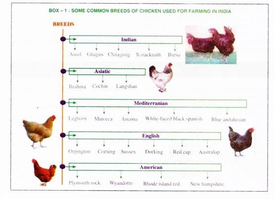 Some Common Breeds of Chicken Used for Farming