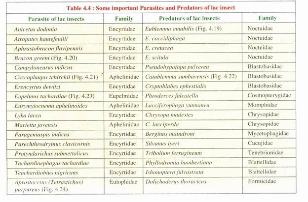 Some Important Prasitesand Predators of Lac Insects