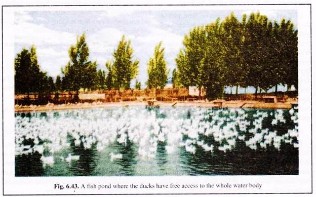 A Fish Pond where the Ducks have Free Access to the Whole Water Body