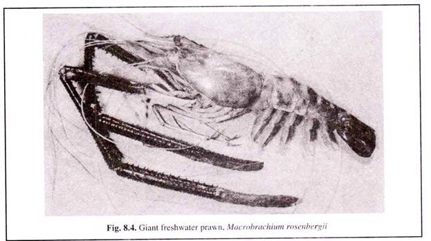 Gint freshwater prawn. M. rosenbergii