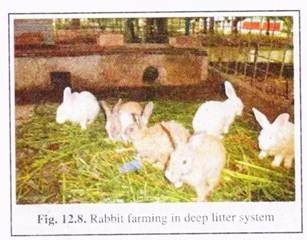 Rabbit Farming in Deep Litter System 