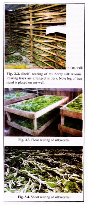 Silk Worms