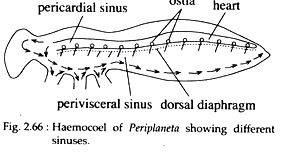 Circulatory System in Cockroaches Circulatory System in Cockroaches
