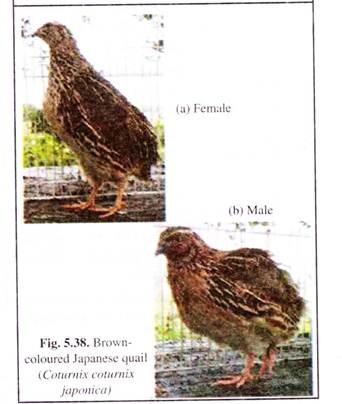 Brown Coloured Japanese Quail