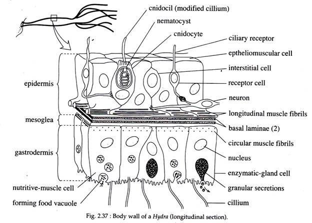 Body Wall of a Hydra