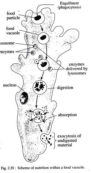 Scheme of Nutrition within a Food Vacuole