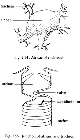 Junction of Atrium and Trachea