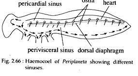 Haemocoel of Periplaneta