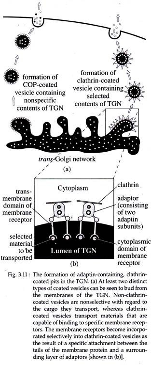 Formation of Adaptin-Containing, Clathrin Coated Pits in the TGN