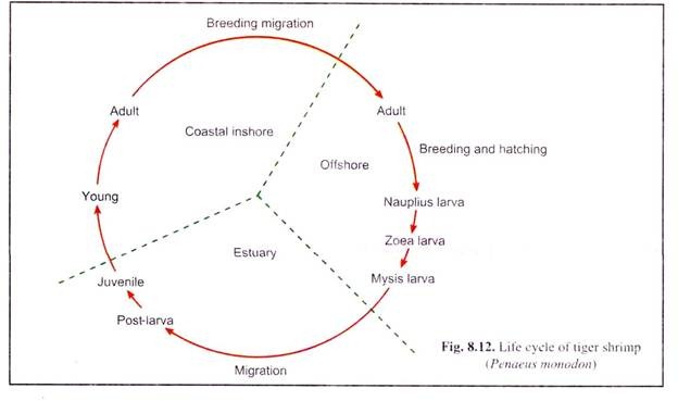 Life Cycel of Tiger Shrimp