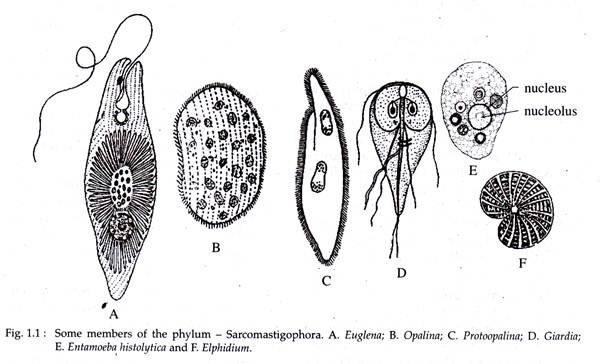 Membeers of the Phylum - Sarcomastigophora